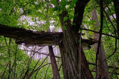 Late springtime deciduous forest with fresh green rich trees around mainly ho Stock Photos