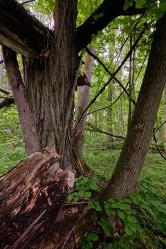 Late springtime deciduous forest with fresh green rich trees around mainly ho Stock Photos