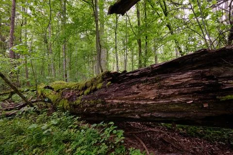 Late springtime deciduous forest with fresh green rich trees around mainly ho Stock Photos