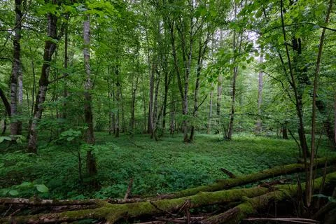 Late springtime deciduous forest with fresh green rich trees around mainly ho Stock Photos