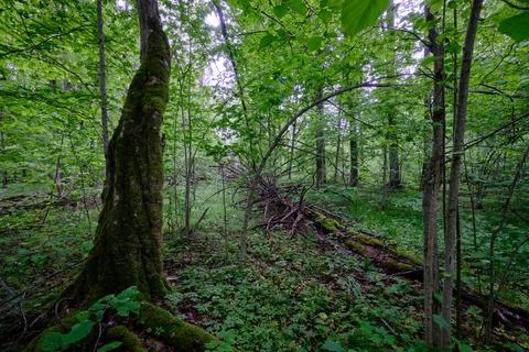 Late springtime deciduous forest with fresh green rich trees around mainly ho Stock Photos