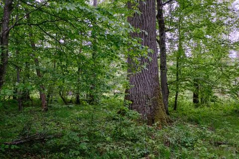 Late springtime deciduous forest with fresh green rich trees around mainly ho Stock Photos