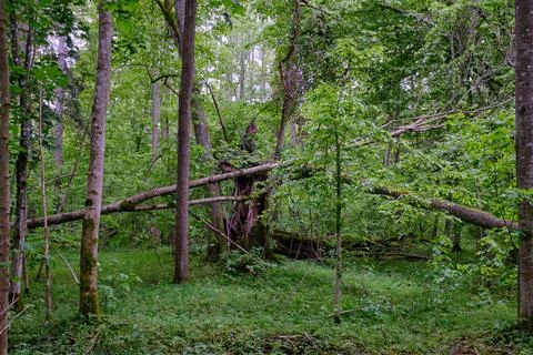 Late springtime deciduous forest with fresh green rich trees around mainly ho Stock Photos