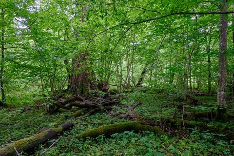 Late springtime deciduous forest with fresh green rich trees around mainly ho Stock Photos