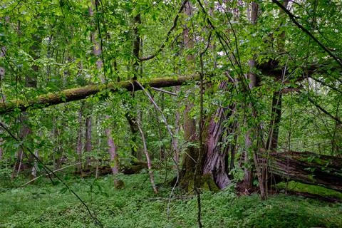 Late springtime deciduous forest with fresh green rich trees around mainly ho Stock Photos