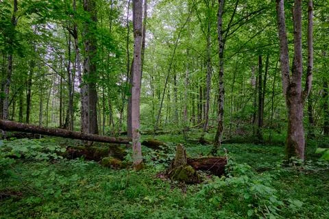 Late springtime deciduous forest with fresh green rich trees around mainly ho Stock Photos