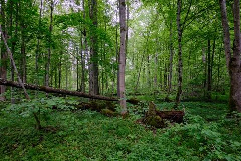 Late springtime deciduous forest with fresh green rich trees around mainly ho Stock Photos