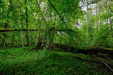 Late springtime deciduous forest with fresh green rich trees around mainly ho Stock Photos