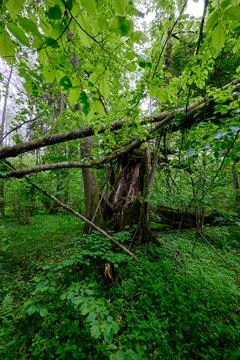 Late springtime deciduous forest with fresh green rich trees around mainly ho Stock Photos