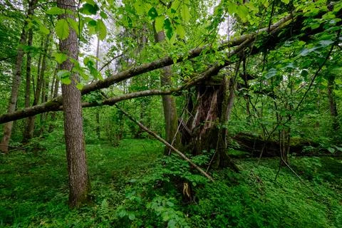 Late springtime deciduous forest with fresh green rich trees around mainly ho Foto stock