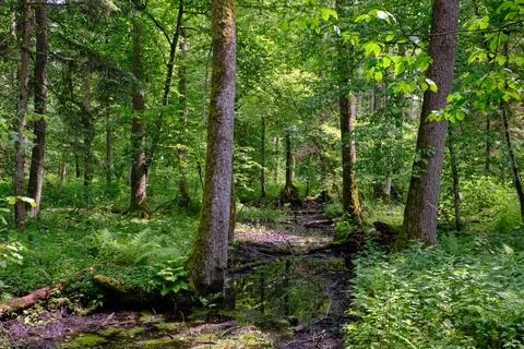 Late springtime deciduous forest with mainly hornbeam, oaks and alder by smal Stock Photos