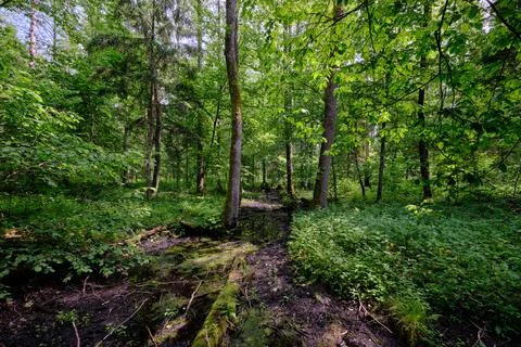 Late springtime deciduous forest with mainly hornbeam, oaks and alder by smal Foto stock