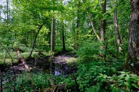 Late springtime deciduous forest with mainly hornbeam, oaks and alder by smal Stock Photos
