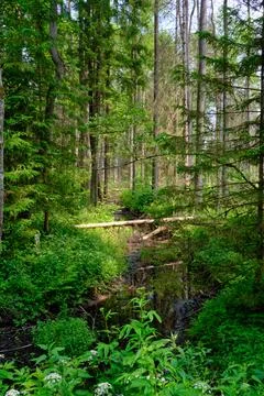 Late springtime deciduous forest with mainly hornbeam, oaks and alder by smal Foto stock