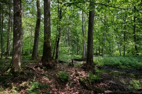 Late springtime deciduous forest with mainly hornbeam, oaks and alder by smal Stock Photos