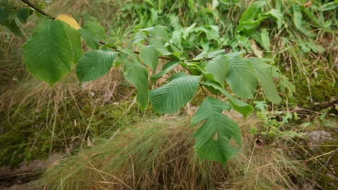 Late Summer Beech Leaves with Insect Damage in Norway Forest Stock Footage 345768337