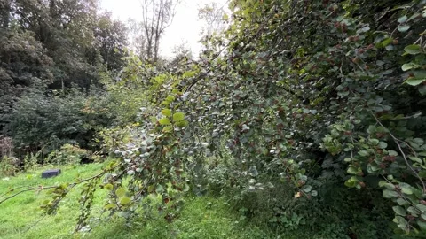 Late Summer Beech Tree with Natural Fruit and Green Foliage. Stock Footage 345675912