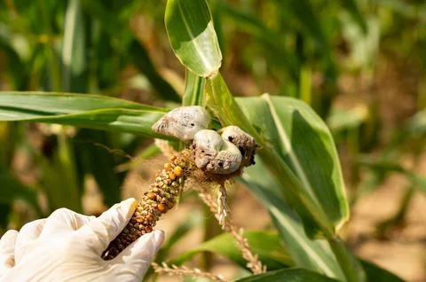 Late Summer Corn Field Affected by Smut Fungus Growth Stock Photos