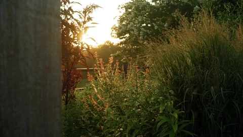 Late Summer Fall Garden Stock Footage
