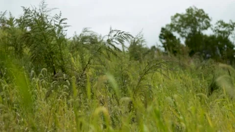 Late Summer Field with Cloudy Sky Video stock 301575545