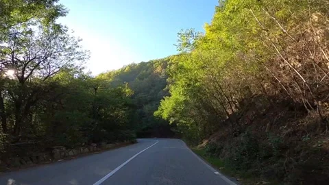 Late Summer in the Forest Stock Footage 143645645