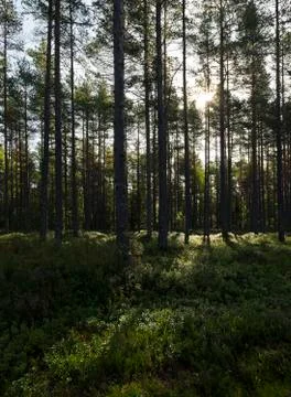 Late summer forest Stock Photos