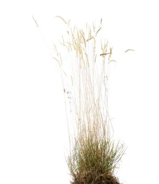 Late summer grass Stock Photos