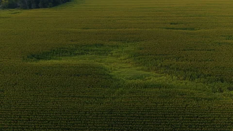 Late Summer Maize Field With Sunlit Low Yield Patch, Aerial Orbit Stock Footage 342316312