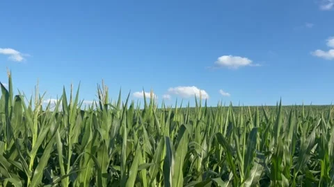 Late Summer Midwest Cornfield With Gentle Wind Stock-Footage 338311571