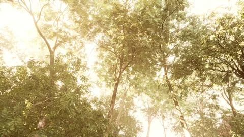 Late summer sunlight breaking through the trees Stock Illustration
