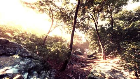 Late summer sunlight breaking through the trees Stock Illustration