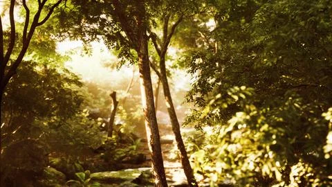 Late summer sunlight breaking through the trees Stock Illustration