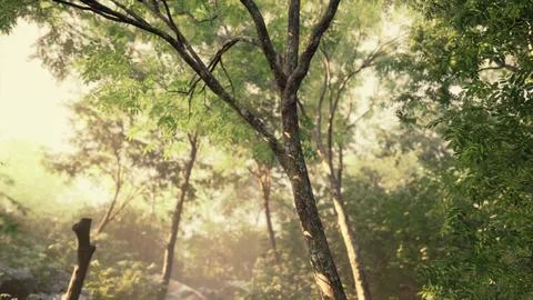 Late summer sunlight breaking through the trees Stock Illustration