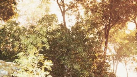 Late summer sunlight breaking through the trees Stock Illustration