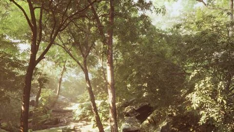 Late summer sunlight breaking through the trees Stock Illustration