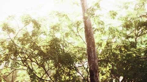 Late summer sunlight breaking through the trees Stock Illustration