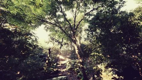 Late summer sunlight breaking through the trees Stock Illustration