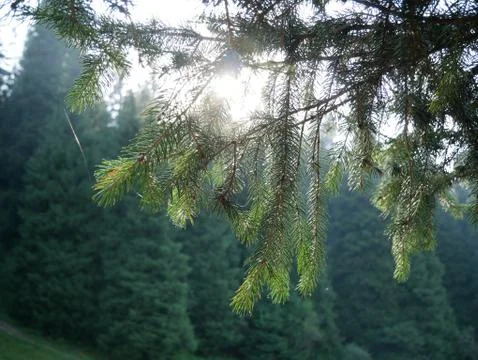 Late summer sunlight breaking through the trees at a mystical lane. Stock Photos