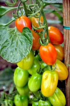 Late summer tomatoes Stock Photos