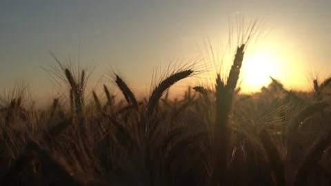 Late Summer Wheat Field, Sunset Stock Footage 285505076