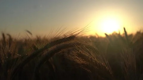 Late Summer Wheat Field, Sunset Stock Footage 285505080