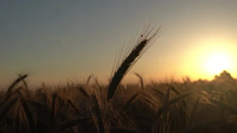 Late Summer Wheat Field, Sunset Stock Footage 285510679