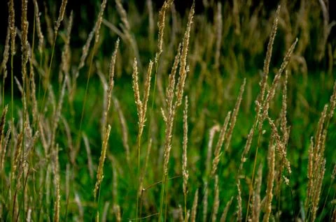 A Late Summer's Grass Foto stock