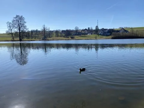 Late winter and early spring on the Bergweiher pond and on the Horgenberg hill 스톡 사진