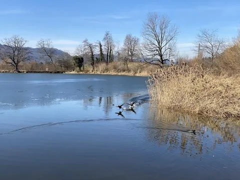 Late winter and early spring on the Bergweiher pond and on the Horgenberg hill 스톡 사진