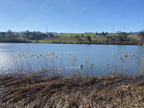 Late winter and early spring on the Bergweiher pond and on the Horgenberg hill Stock Photos