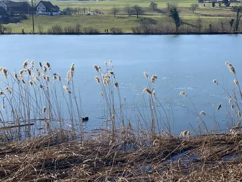 Late winter and early spring on the Bergweiher pond and on the Horgenberg hill Stock Photos