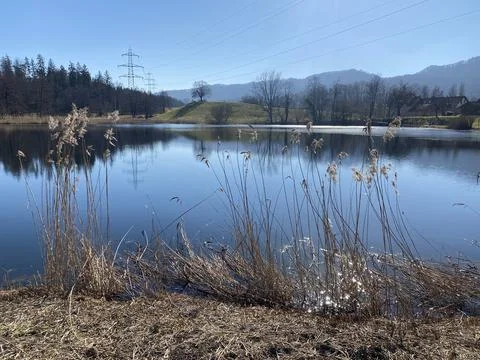 Late winter and early spring on the Gattikerweiher pond, Gattikon Foto stock