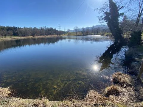 Late winter and early spring on the Gattikerweiher pond, Gattikon Stockfoto's