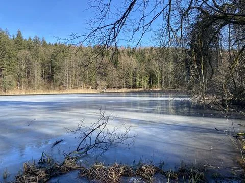 Late winter and early spring on the Waldweiher pond, Gattikon Stock Photos